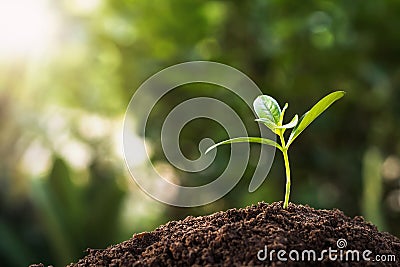 small plant growing with sunshine. agriculture concept Stock Photo