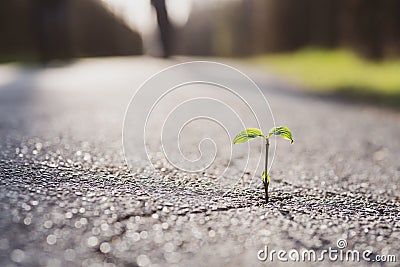 A small plant grows from a crack in the tar Stock Photo