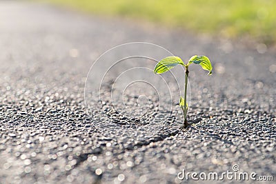 A small plant grows from a crack in the tar Stock Photo