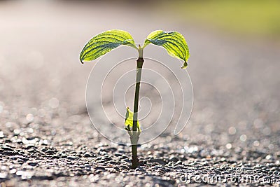 A small plant grows from a crack in the tar Stock Photo