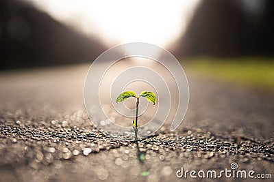 A small plant grows from a crack in the tar Stock Photo