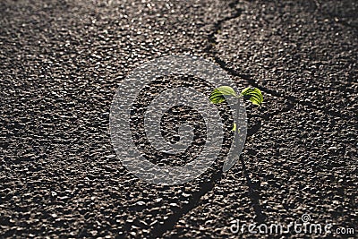 A small plant grows from a crack in the tar Stock Photo