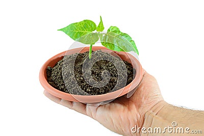 Small plant in hand Stock Photo