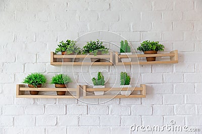 Small plant pots placed on wooden shelf on white birck wall. Stock Photo