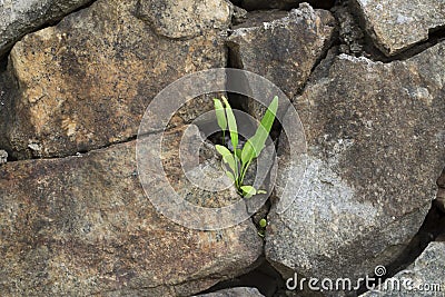 A small plant among the rocks Stock Photo