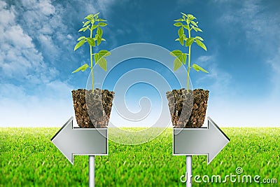 Small plant seedling and Empty signposts on view background 3 Stock Photo