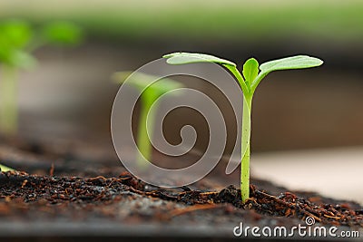 small plant sprout Stock Photo