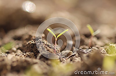 Small plant sprouting Stock Photo