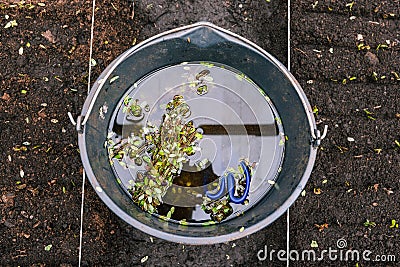 Small plant stems are floating in a black bucket of water. Planting in the ground. In the bucket scissors for trimming Stock Photo