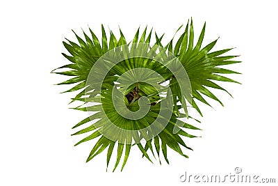 Small plant of tropical palm tree Livistona rotundifolia on a white background. Top view on leaves Stock Photo