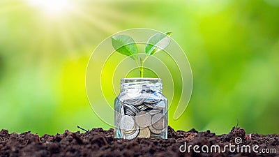 Small plants that grow bottle money, coins on soil. Stock Photo