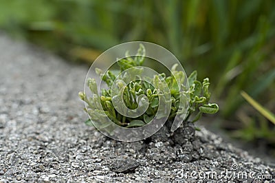 Small Plants Growing Out Of Concrete Stock Photo