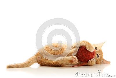 Small playful kitty Stock Photo
