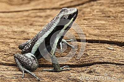 Small poison arrow frog Stock Photo