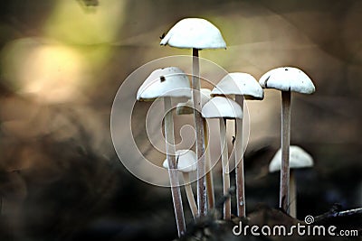 Small poisonous mushrooms unusual Stock Photo