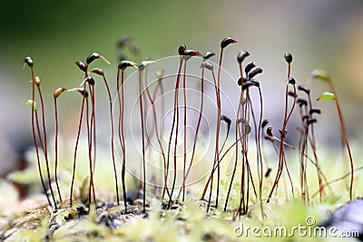 Small poisonous mushrooms unusual Stock Photo