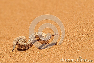 Small, poisonous sand viper with tongue out, side-winding in the sand of Dorob National Park, Namibia, Africa. Close up desert Stock Photo