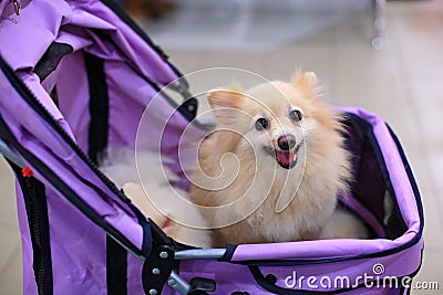 Small pomeranian dog Stock Photo