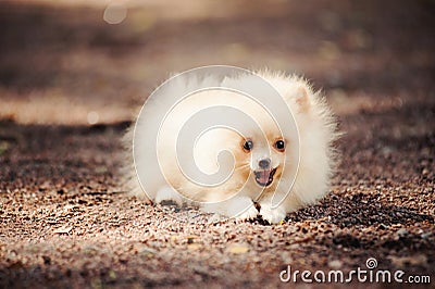 Small Pomeranian puppy lying Stock Photo