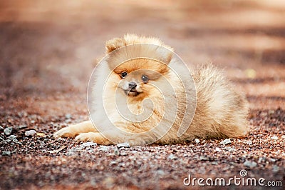 Small Pomeranian puppy lying Stock Photo