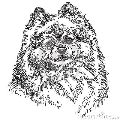 Small Pomeranian vector hand drawing illustration Vector Illustration