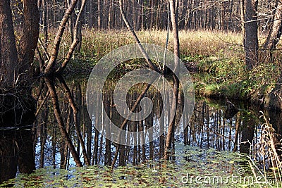 Idyllic small forest pond partly covered with duckweed Stock Photo