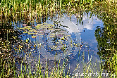 Small pond aquatic plants Stock Photo