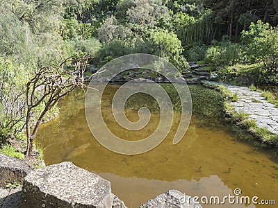 Small pond or lake and lush vegetation at botanical garden, Jardin Botanico Canario Viera y Clavijo, Tafira, Gran Stock Photo