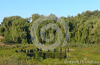 A small pond in the middle of a forest zone with tall branched g Stock Photo
