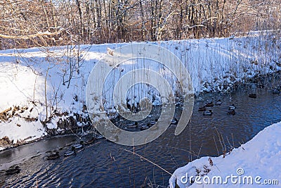 Small pond or river backwater with ducks swimming on it. Stock Photo