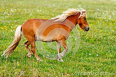 Small pony horse (Equus ferus caballus) Stock Photo