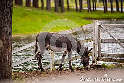 Small pony horse in a farm near water Stock Photo