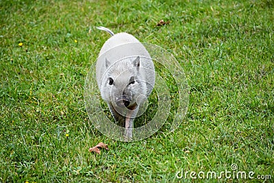 A small pot-bellied pig runs towards the camera Stock Photo