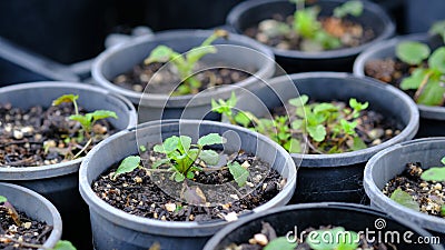 Small pot growing medium for seed planting. Stock Photo