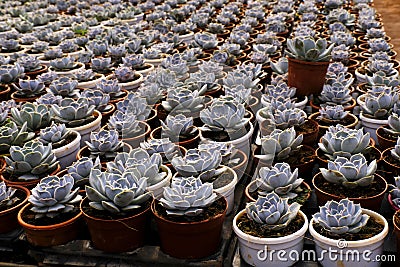 Small potted plants in a greenhouse, Various flowers and cactus plants inside nursery Stock Photo