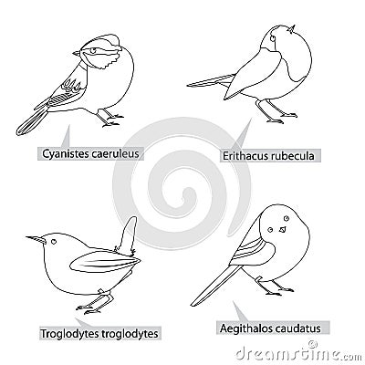 Small pretty birds, real latin names. Black lines, contour style. Illustration can be used for coloring books Vector Illustration