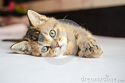 Small pretty kitten British golden chinchilla ticked lying on hi Stock Photo