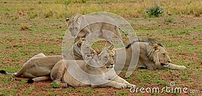 Small pride of lions Stock Photo