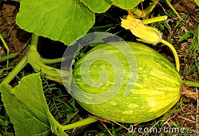 Small pumpkin with flower in the plant with leaves in a farm field. Stock Photo