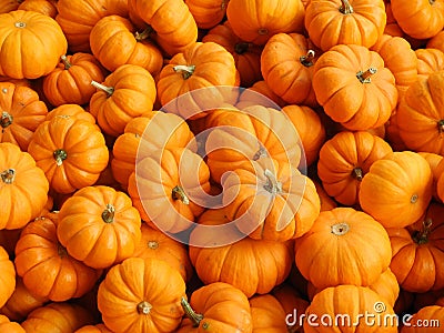 Small pumpkins Stock Photo