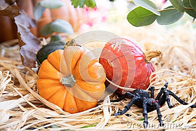 Small pumpkins and spider - Halloween celebration preparation Stock Photo