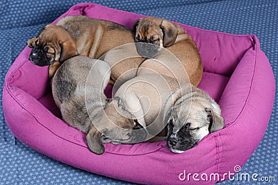 Small puppies sleep deeply in their dog bed. Care and raising of puppies concept. Isolated on a blue background. Studio. Stock Photo