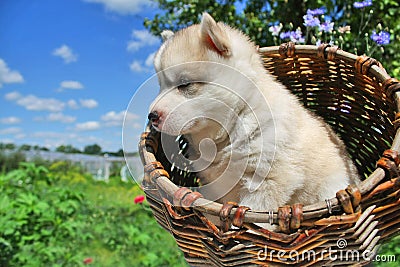 Small puppy in a basket Stock Photo