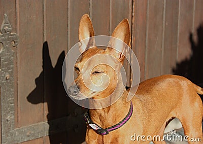 Small puppy of dog of breed zwerg pinscher Stock Photo