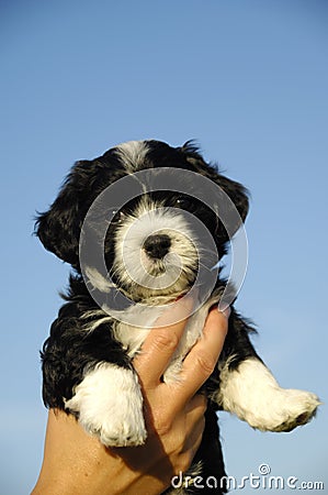 Small puppy in hand Stock Photo