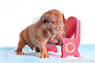 Small Puppy in Love Stock Photo