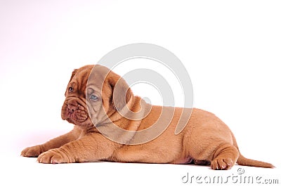 Small Puppy Lying Stock Photo