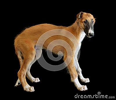 Small puppy of Russian borzoi dog Stock Photo