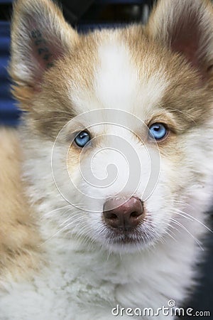 Small puppy siberian husky Stock Photo