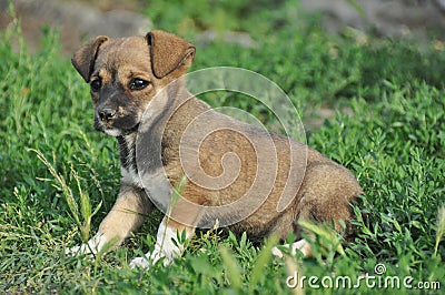 Small puppy Stock Photo